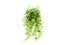 Green plant hanging isolated collection on white background