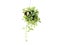 Green plant hanging isolated collection on white background