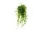 Green plant hanging isolated collection on white background