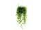 Green plant hanging isolated collection on white background