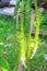 Green plant hanging on tree Phyllodium pulchellum with sunshine in garden background