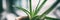 Green plant at home by window receiving sunlight banner panorama banner. Natural organic aloe vera