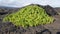 Green plant lava on Maui, Hawaii`s, Mount HaleakalÄ.