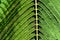 Green plant leaf symmetry closeup