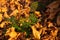Green plant with leaves in an autumn foliage with copper leaves