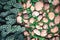 Green plant with leaves growing through the pebbles stone with c