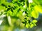 Green plant leaves shallow depth of field under natural sunlight and dark environment in home garden outdoor for peaceful mood bac