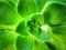 Green plant leaves succulent nature