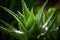 Green plant medicinal aloe vera, close-up. Generative AI