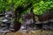 Green plant, moss and lichen on rock wall with small waterfall d