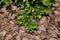 Green plant on mulch or brown tree bark. nature texture, background, pattern