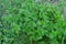Green plant of narrow thin leaves of bushy growth, herbs
