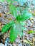 Green plant pathology - image