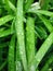 Green, plant, Poster, Grass, lawn, dew, nature
