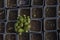 Green plant in a pot