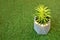 Green plant in pot on artificial grass background.