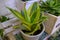 Green plant in a pot close-up. Sansevieria selling in store. Homeplant