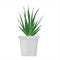 Green plant in the pot vector isolated. Gardening hobby