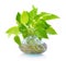 Green plant in Pottery vase,