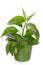 Green plant in Pottery vase. pothos, epipremnum.