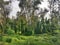 Green plant Pueraria montana in the forest.