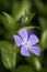 Green plant and purple vinca flower.