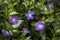 Green plant and purple vinca flower.b