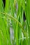 Green Plant of Rice In Natural Paddy Field of Thailand.