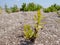 Green plant on the sand. Summer sunny day. Fight for survival. Natural background