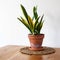 Green plant Sansevieria trifasciata on wooden table. indoor plants, Scandinavian style in the interior. Copy space