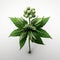 Green plant with several small white flowers. These flowers are arranged in cluster, creating an attractive and