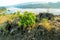 Green Plant On Shoreline of River Beas Himachal Pradesh India Background View