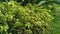 Green plant with small fresh green grass background texture. Pennisetum purpureum.