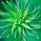 Green plant spiral, over a blurred background, abstract concept