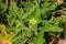 Green plant of squirting cucumber or exploding cucumber Ecballium elaterium