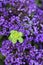 Green plant surrounded by field of violet flowers