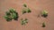 Green plant surviving in the desert sand