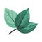 Green plant symbolizes growth and freshness