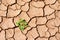 Green plant thrive in dry desert, cracked land