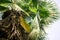 Green plant trachycarpus excelsa in bright light