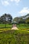 Green plant, tree, footpath in park at daytime