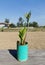 Green plant in the turquoise can at the outdoor terrace