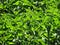 Green plant urtica dioica