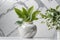 Green plant vase pot with marble background texture
