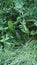 Green plant vegetation in a meadow in Russia