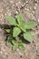 Green plant, weed sprouting through asphalt