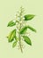 Green plant with white flowers and leaves. It is placed on yellow background, creating an attractive contrast between