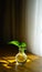 Green plant on wooden desk before window. Sunlight shines on golden pothos in glass vase through curtain