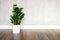 Green plant zamioculcas zamiifolia in a white flower pot on a brown wooden floor against a gray concrete wall. minimal interior of