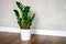 green plant zamioculcas zamiifolia in a white flower pot on a brown wooden floor against a gray concrete wall. minimal interior of
